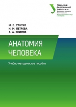 Анатомия человека